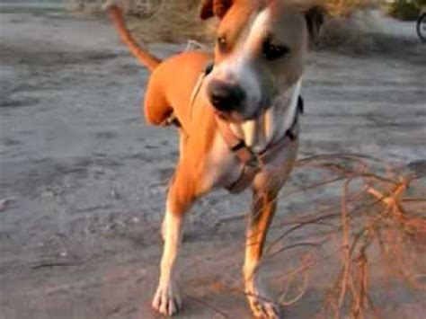 This is especially true when they are running if a three legged dog is kept from doing all the things that dogs love to do, she will have lived an unfulfilled life. The Three Legged Dogs of Slab City - YouTube