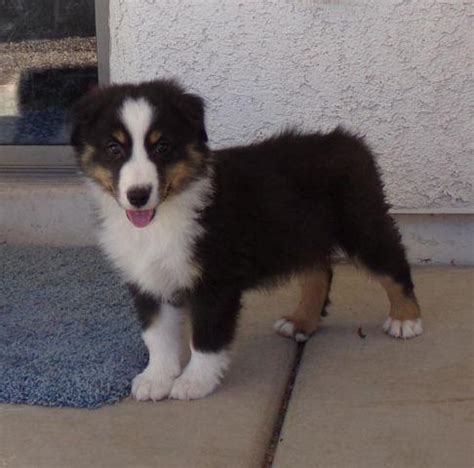 Shetland sheepdog puppies are the miniature version of lassie, with their big thick coats and shrewd intelligence. Mini Aussie/Sheltie Cross Male Puppy, 11 Weeks Old for Sale in Tucson, Arizona Classified ...