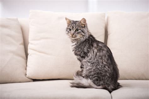 The best way to get rid of cat urine smell for good is to use a stain remover with enzymes, carolyn forte, director of the good housekeeping institute if the cushion covers are removable, stick them in the wash asap or take them to the dry cleaner. Wie Sie Ihre Katze pflegen | Katzenpflege | Katzen ...