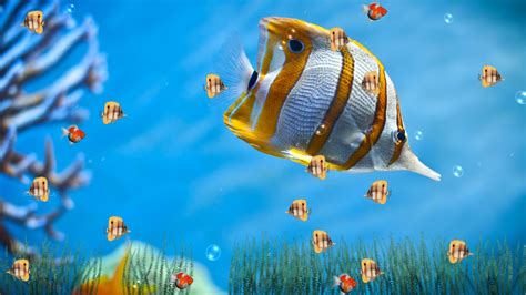 How do i make a screen saver on my computer? Marine Life Aquarium Screensaver Download