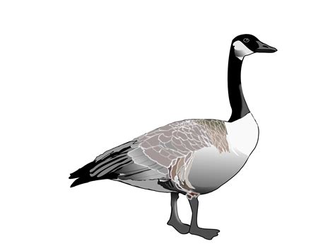 Geese Clip Art Clipart Best
