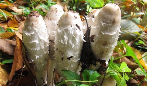 Pictures Of Safe Mushrooms To Eat All Mushroom Info