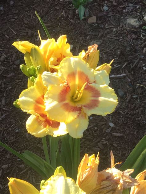 Flowers often play second fiddle to the showy foliage. Flower garden perennials that come back every year! Love ...