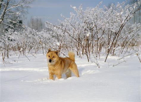 Manage your video collection and share your thoughts. 北海道犬（アイヌ犬）25232002138｜ 写真素材・ストックフォト ...