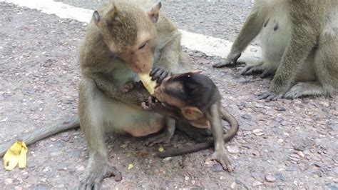 Mother Monkey Grabs Food From Her Baby Monkey Poor Baby Monkey Eating