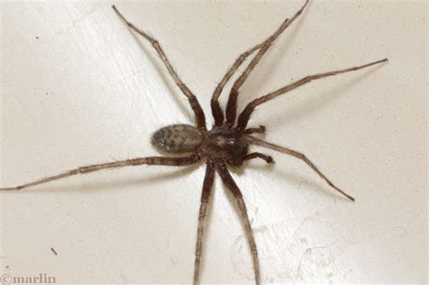 Barn Funnel Weaver Spider North American Insects And Spiders