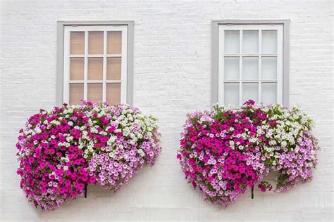 When you fill your window boxes in the spring, consider where the boxes are located. 10 Best Flowers for Window Boxes in Shade | Window box ...