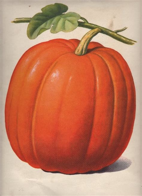 Halloween Clipart - Pumpkin - The Graphics Fairy