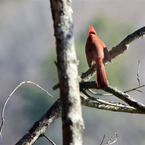 Northern Cardinal Bird Watching Academy