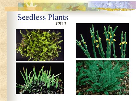 Seedless Plants C9l2