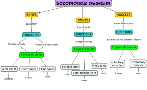 Science Corner Bones And Muscles