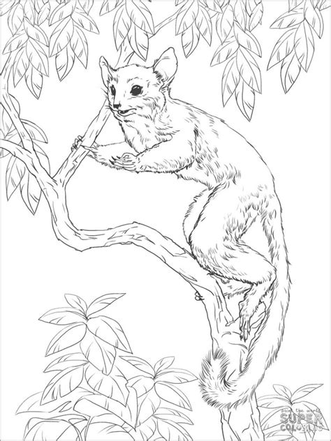 Realistic Ring Tailed Lemur Coloring Pages Coloringbay