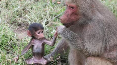 Melbourne Zoos New Baby Baboon Says Hello Perthnow