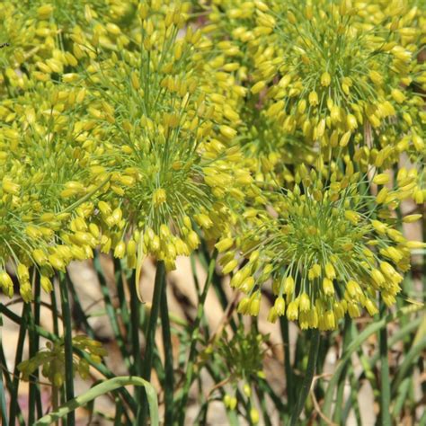 Allium Chloranthum Yellow Fantasy