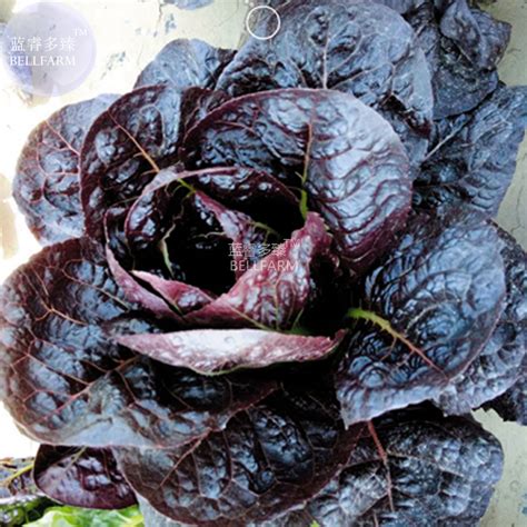 Blackish Purple Lettuce Big Leaves Vegetable Seeds 30 Seeds Original