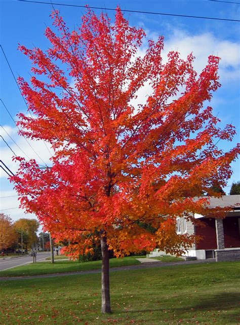 We did not find results for: Acer rubrum - Red Maple for sale