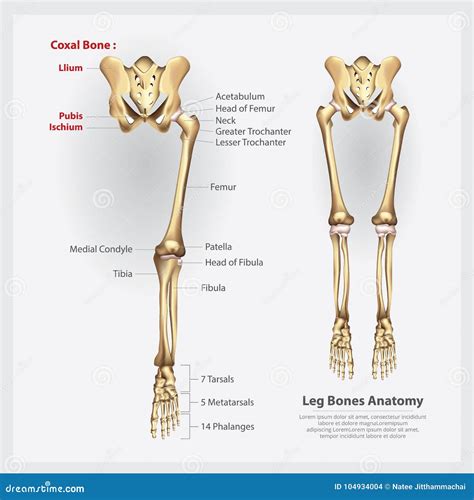 Menschliche Anatomie Bein Knochen Vektor Abbildung Illustration Von