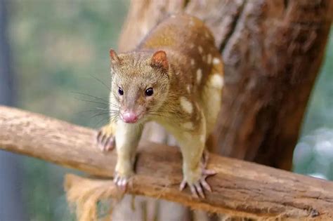 Tiger Quoll Facts Diet Habitat And Pictures On Animaliabio