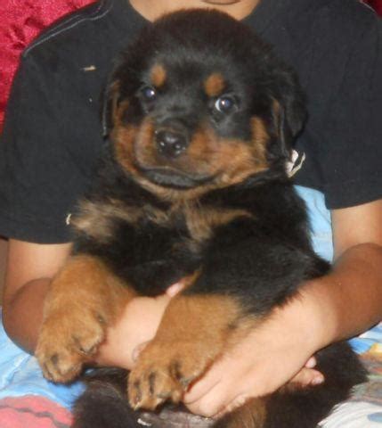 Check spelling or type a new query. World Class German Rottweiler puppies for Sale in Phoenix, Arizona Classified | AmericanListed.com
