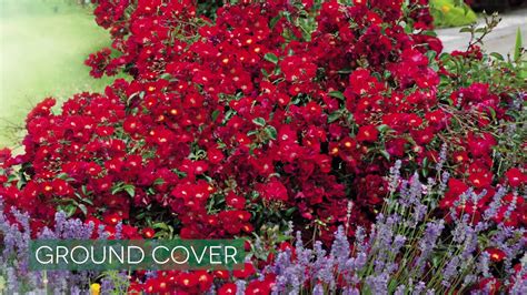 Ground Cover Roses Youtube