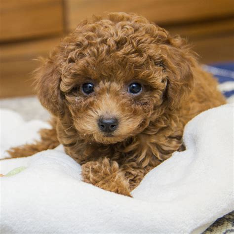 1 Poodle Puppies For Sale In California