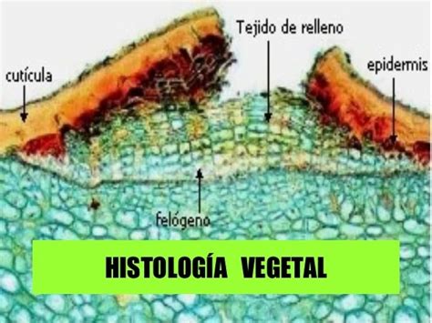 Histologia Vegetal Biología Tejidos Vegetales Wikisabio