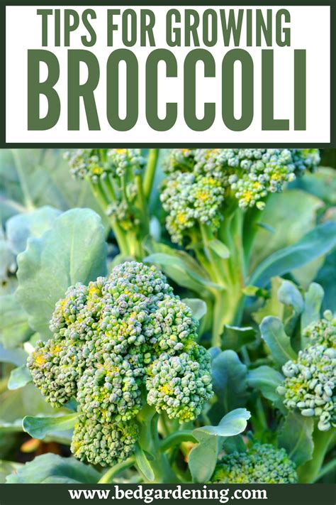 Tips For Growing Broccoli Growing Broccoli Easy Vegetables To Grow