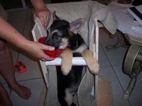 Recovery of normal esophageal function in a kitten with diffuse megaesophagus and an occult lower esophageal stricture. Canine Megaesophagus: Helping those in need - Building a ...