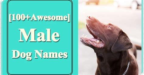 You may also like to read top 100 male dog names from our list. Unique Male Dog Names 2020 - 250+ Popular Boy Puppy Names ...