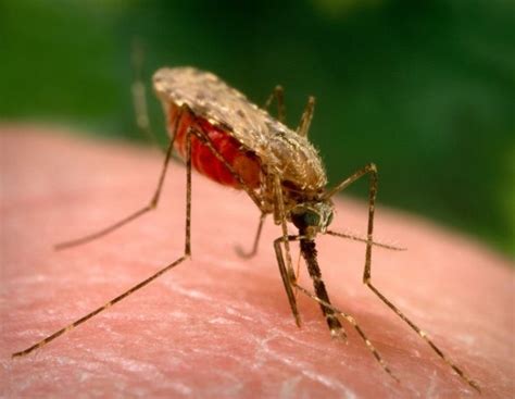 هل الملاريا معدي