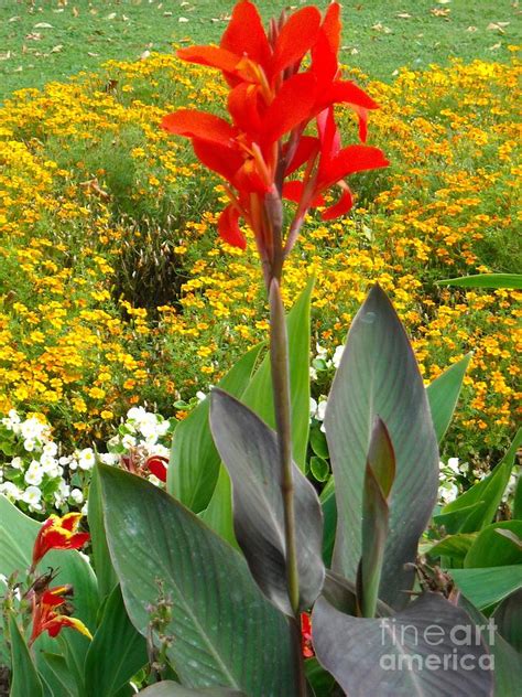 Tall Red Flower In Garden Photograph By Liliana Ducoure Fine Art America