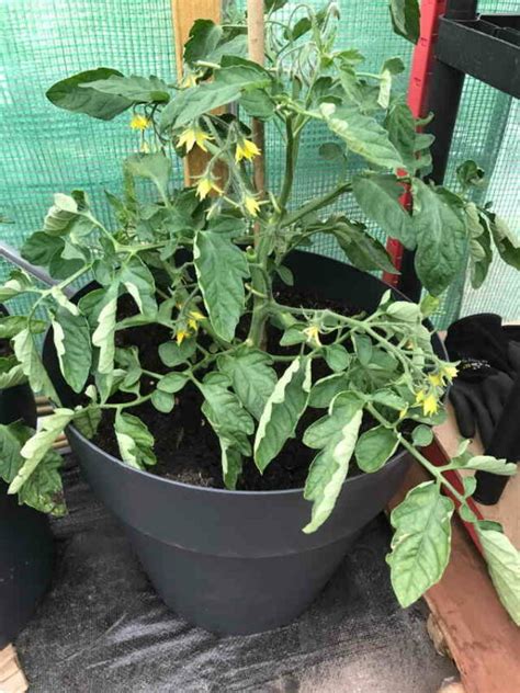 Tomato Plant Leaves Curling 4 Causes And How To Solve Home Garden