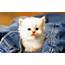 Adorable  Babies Pets And Animals Photo 16887824 Fanpop