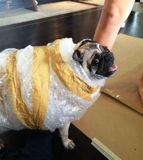 The 25 Insanely Funny Dog Costumes Ever