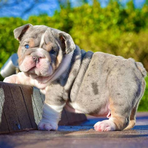 How Much Are English Bulldog Puppies In 2023 Terry Top