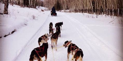 Monarch Dog Sled Rides Salida Co Dog Sledding Tours In Chaffee County