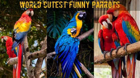 Cutest Parrots In The World World Cutest Animals Youtube