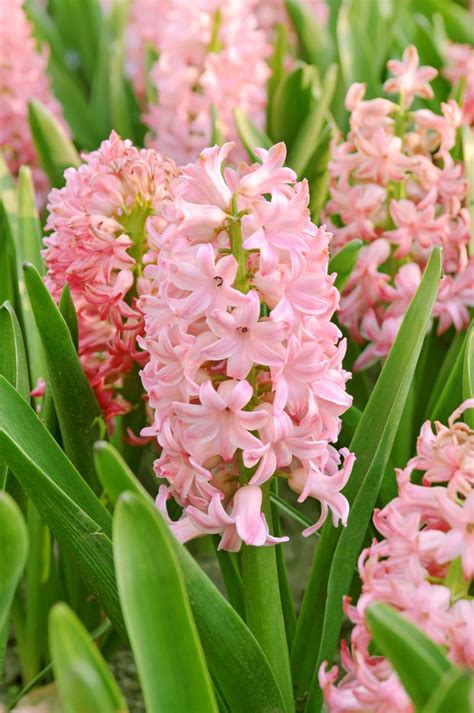 12 Best Smelling Flowers For A Fragrant Yard