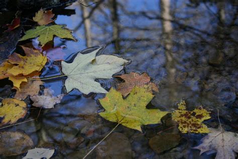 Autumn Leaf Floating On Surface Of Water Stock Photos Image 111763