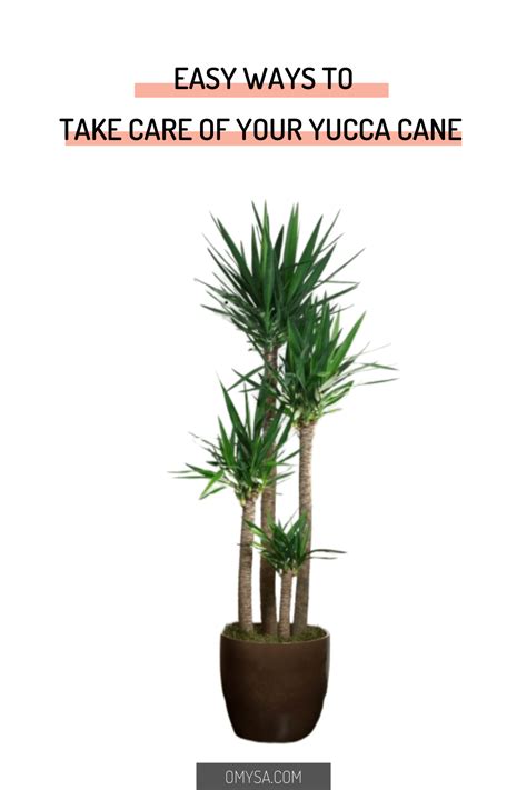 Yucca Cane Aka Yucca Originated From Guatemala And Southeast Mexico So