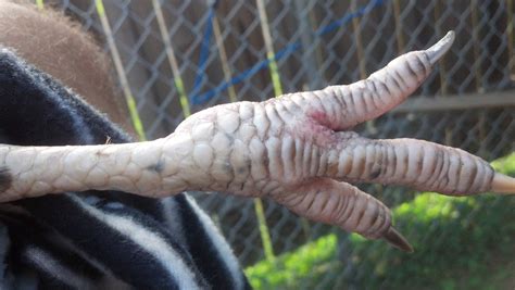 A calm demeanor when experiencing. rooster with swollen feet | BackYard Chickens - Learn How ...