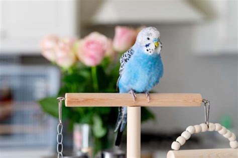 How To Stop Your Budgie From Pooping Everywhere Bird Journal