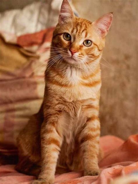 Cat Facts Why Orange Cats Are Usually Male Orange Tabby