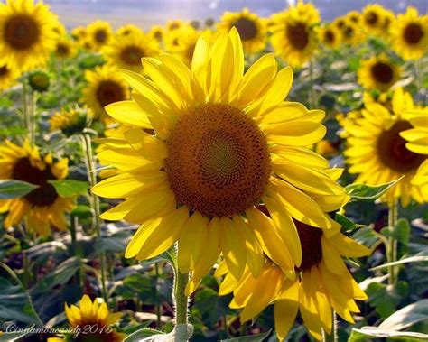 A Large Sunflower Standing In The Middle Of A Field Filled With Green