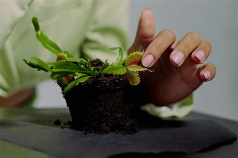 Plantas Tropicales Para Exterior Interior Y Terrazas Las Mejores Variedades Cuida Tu Planta