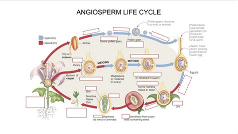 Angiosperm Life Cycle Flowing Plants Diagram Quizlet