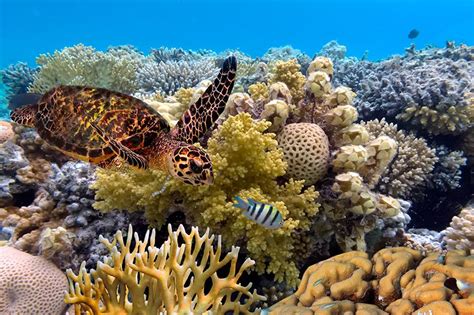 Imprescindible En Australia La Gran Barrera De Coral Great Barrier