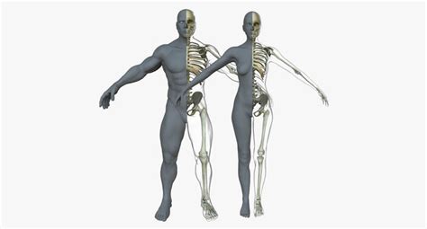 The bones of the lower leg join together at the ankle joint. Male Female Skeleton with Skin Texture Collection 3D model