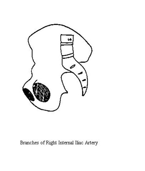 The internal iliac arteries enter the pelvic cavity and supply the urinary bladder, internal and external walls of the pelvis, external genitalia, and medial side of the thigh. RightInternal Iliac