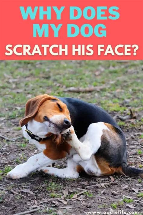How To Stop My Dog From Scratching His Face